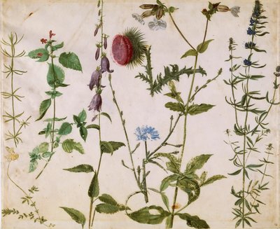 Kahdeksan tutkimusta luonnonvaraisista kukista, noin 1515-1520. tekijältä Albrecht Dürer