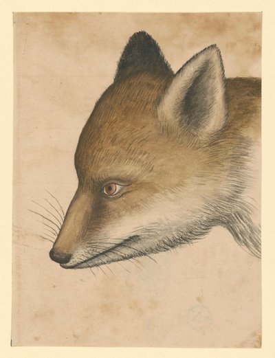 Kettupää, vasemmalle tekijältä Albrecht Dürer