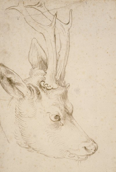 Roebuckin pää tekijältä Albrecht Dürer