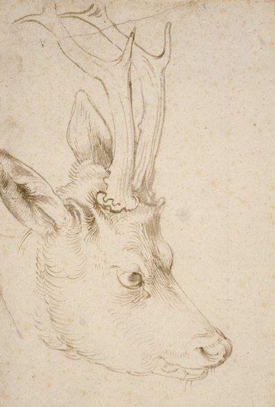 Roebuckin pää, 1503 tekijältä Albrecht Dürer