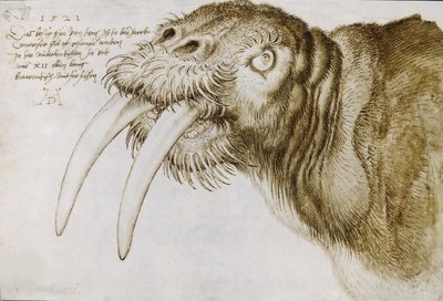 Mursun pää, 1521. tekijältä Albrecht Dürer