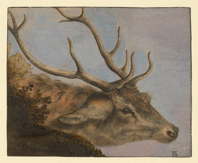 Hirschkopf tekijältä Albrecht Dürer