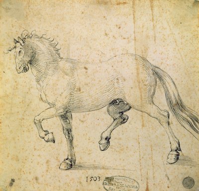 Hevonen, 1503 (kynä ja muste paperille) tekijältä Albrecht Dürer
