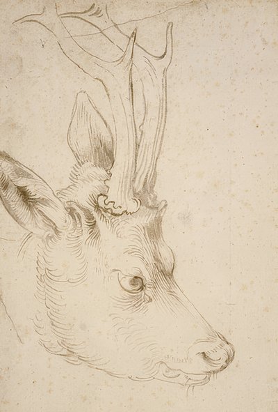 Metsän pää. Noin 1503 tekijältä Albrecht Dürer