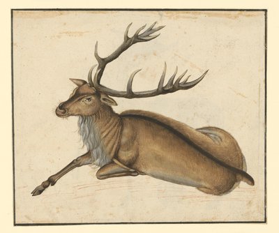 Makaava hirvi vasemmalle tekijältä Albrecht Dürer