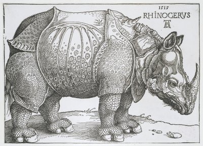 Neushoorn Rhinocerus (títol de l