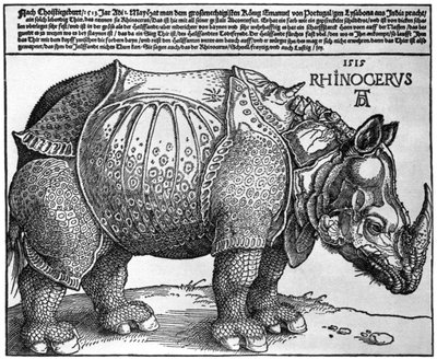 Sarvikuono, Lissabonin kuninkaan Maximilian I:lle antama printti, 1515, 1936 tekijältä Albrecht Dürer