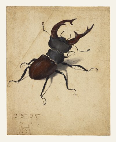  tekijältä Albrecht Dürer