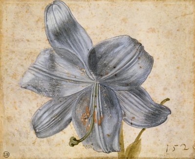 Liljatutkimus, 1526. tekijältä Albrecht Dürer