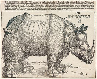 Sarvikuono tekijältä Albrecht Dürer