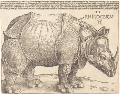 Sarvikuono, 1515. tekijältä Albrecht Dürer