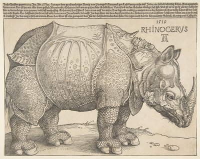 Rhinoceros.n.d. tekijältä Albrecht Dürer