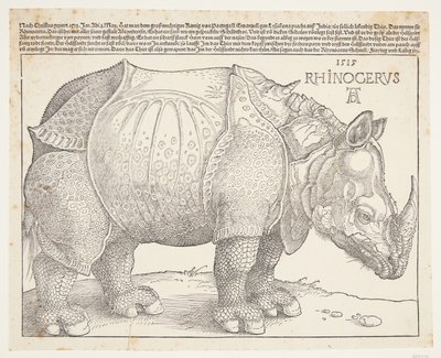 Sarvikuono tekijältä Albrecht Dürer