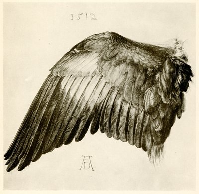 Sinisen rullan siipi tekijältä Albrecht Dürer