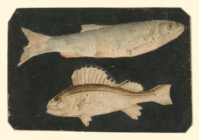 Kaksi kalaa päällekkäin (taimen ja simppu) tekijältä Albrecht Dürer