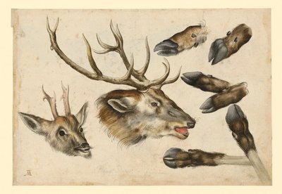  tekijältä Albrecht Dürer