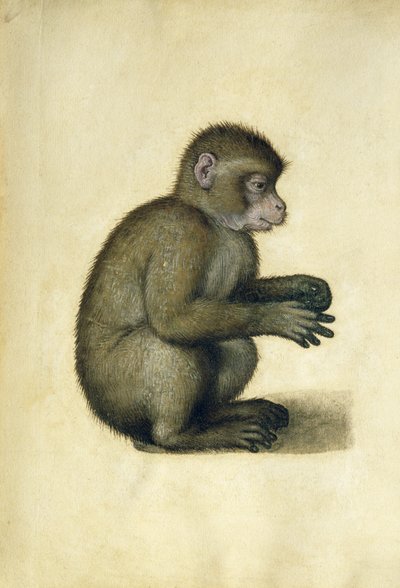 Apina (akvarelli ja guassi paperille) tekijältä Albrecht Dürer