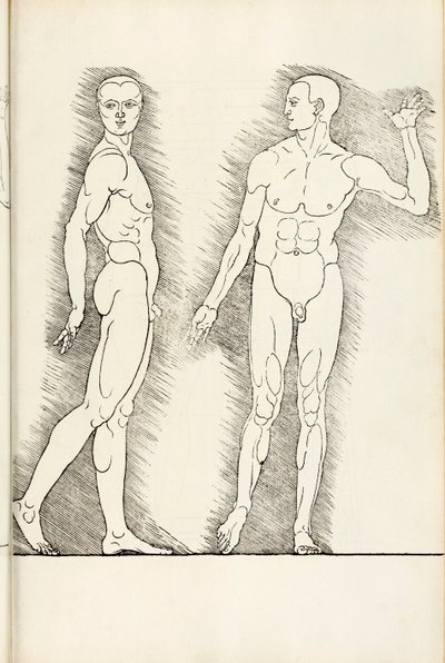 Anatominen puupiirros Hereinistä käsittää neljä inhimillisen mittakaavan kirjaa, vuodelta 1528 tekijältä Albrecht Dürer