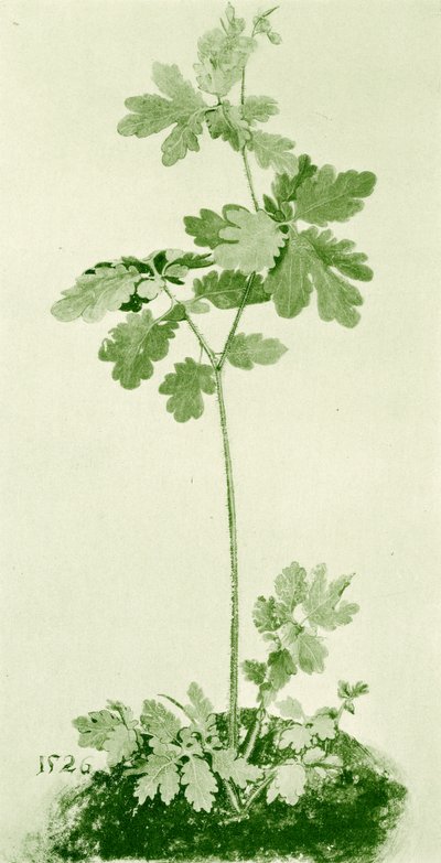 Mukulaleinikki tekijältä Albrecht Dürer