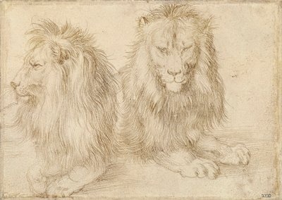 Kaksi istuvaa leijonaa - Albrecht Durerin (1471-1528) piirustus tekijältä Albrecht Dürer