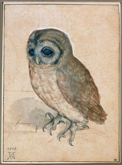 Kaeuzchen - Pikkupöllö tekijältä Albrecht Dürer or Duerer