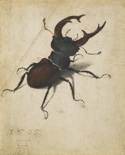 Polttarikuoriainen tekijältä Albrecht Dürer