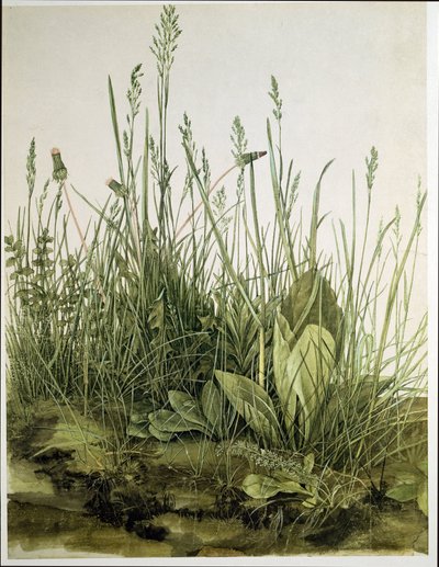 Suuri pala turvetta tekijältä Albrecht Dürer or Duerer