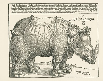 Sarvikuono tekijältä Albrecht Dürer or Duerer
