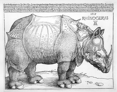 Sarvikuono, 1515 tekijältä Albrecht Dürer