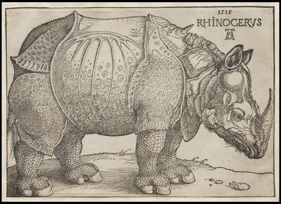 Sarvikuono, 1515 tekijältä Albrecht Dürer