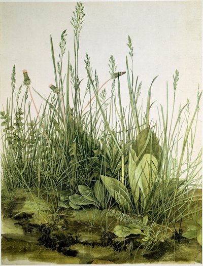 Lika luonnonvaraisilla yrteillä Albrecht Durerin (1471-1528) akvarelli 1503 Dim. 41x31,5 cm Grafiikka Sammlung Albertina tekijältä Albrecht Dürer