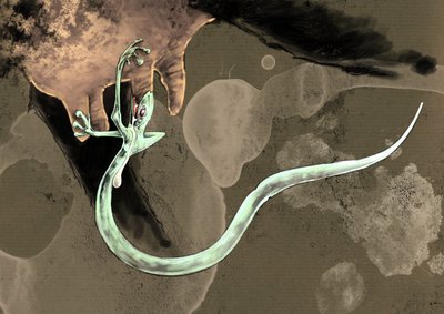 Upeita hirviöitä ja olentoja, kryptozoologia: esitys tatzel-matosta (tai matosta tassusta tai arassasta) Piirustus Alessandro Lonati, 2012 tekijältä Alessandro Lonati