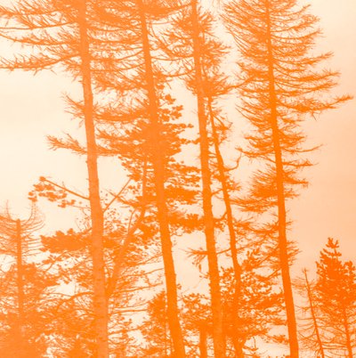 jos puut olisivat oransseja,2019,(kollaasi) tekijältä Alex Caminker
