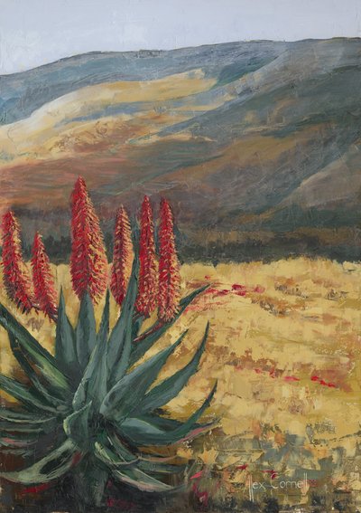 Punainen aloe Desert Bloom tekijältä Alex Cornell