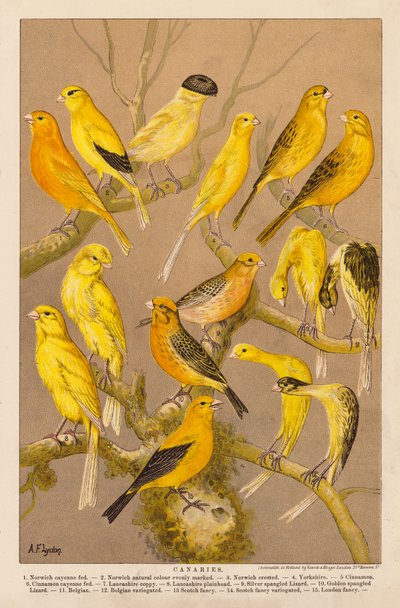 Kanarialinnut (chromolitho) tekijältä Alexander Francis (after) Lydon