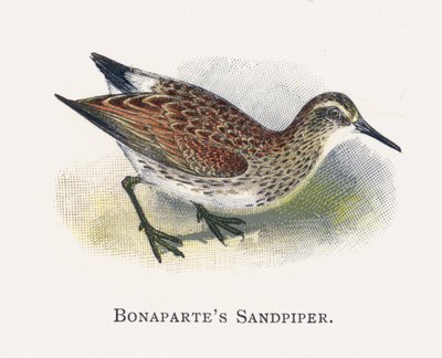 Bonapartes Sandpiper tekijältä Alexander Francis Lydon