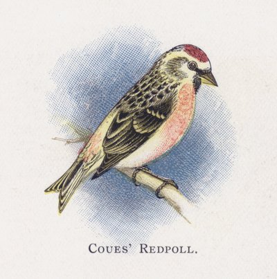 Coues Redpoll tekijältä Alexander Francis Lydon