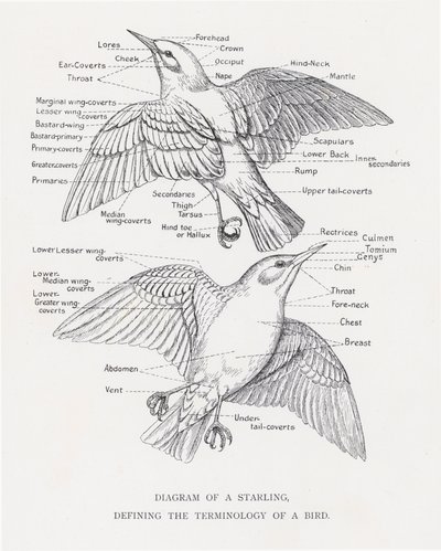 Kaavio kottaraisesta, joka määrittelee linnun terminologian (litho) tekijältä Alexander Francis Lydon
