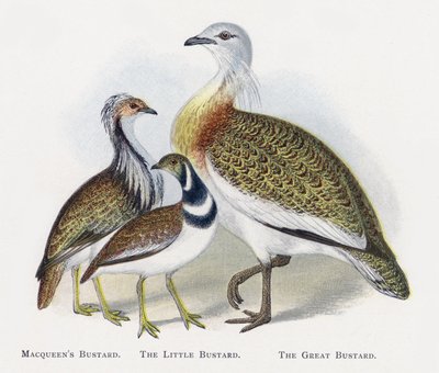 Macqueens Bustard, The Little Buttard, The Big Buttard tekijältä Alexander Francis Lydon