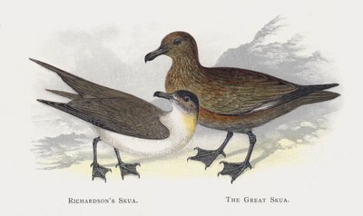 Richardsons Skua, Suuri Skua tekijältä Alexander Francis Lydon