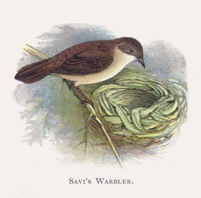 Savis Warbler tekijältä Alexander Francis Lydon