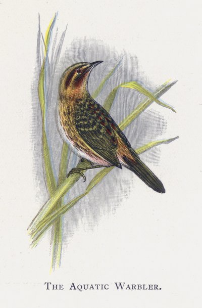 Aquatic Warbler tekijältä Alexander Francis Lydon
