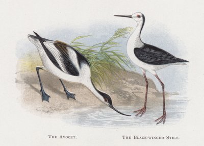 Avocet, mustasiipinen paalu tekijältä Alexander Francis Lydon