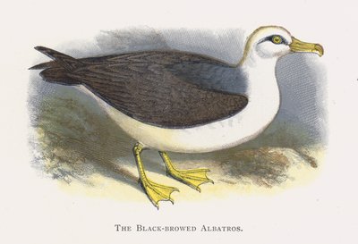 Mustakulmaiset Albatros tekijältä Alexander Francis Lydon