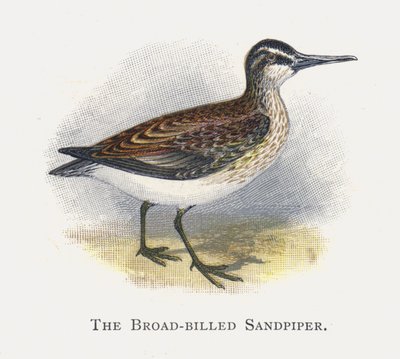 Leveänokkainen sandpiper tekijältä Alexander Francis Lydon