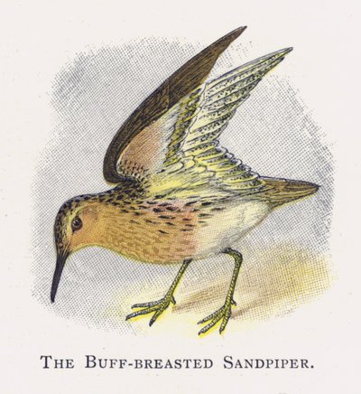 Buff-breasted Sandpiper tekijältä Alexander Francis Lydon