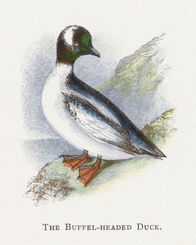Buffel-headed Ankka tekijältä Alexander Francis Lydon