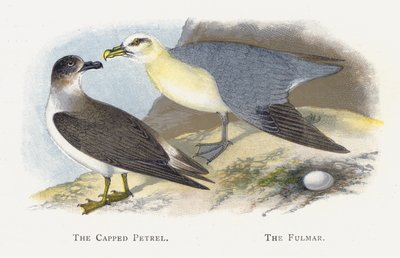The Cappped Petrel, The Fulmar tekijältä Alexander Francis Lydon