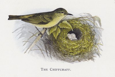 Chiffchaff tekijältä Alexander Francis Lydon