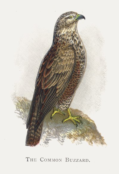 Common Buzzard tekijältä Alexander Francis Lydon